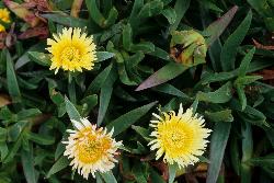 Image: P.B. Heenan © Landcare Research 2012 